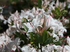 R.arborescens